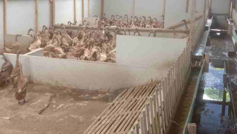 Desa Sukamaju Dorong Ketahanan Pangan Lewat Usaha Bebek Bertelur Desa Sukamaju Dorong Ketahanan Pangan Lewat Usaha Bebek Bertelur