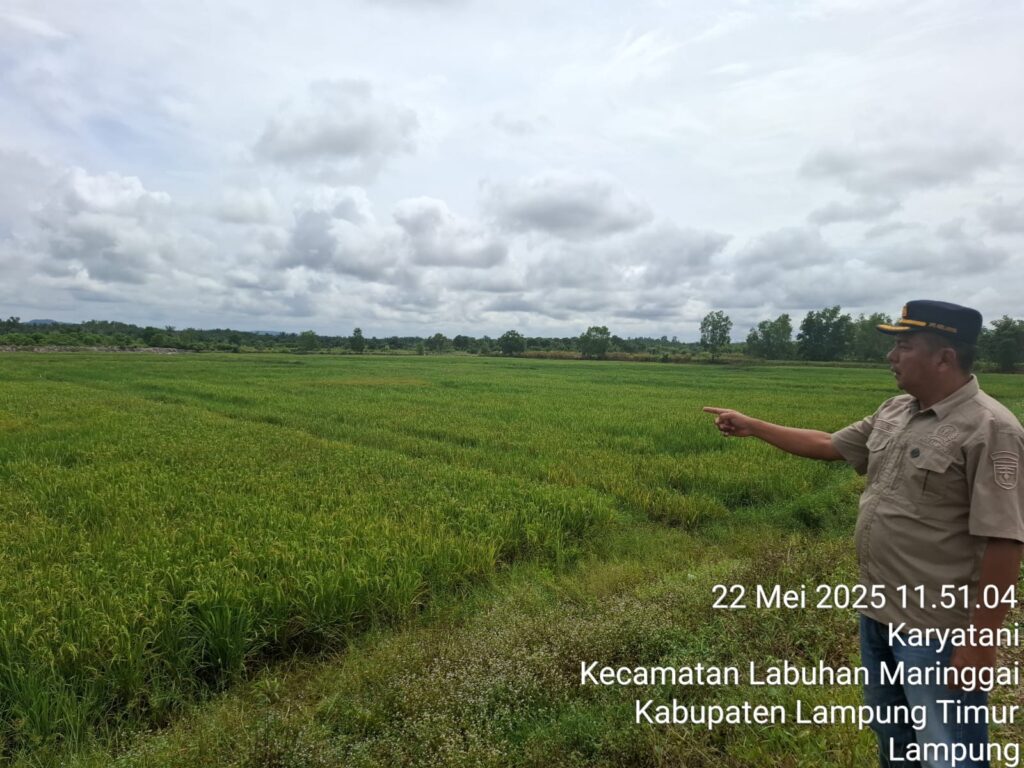 Aribun Sayunis Lakukan Penanaman 250 kg Lebih Bibit Padi MSP Aribun Sayunis Lakukan Penanaman 250 kg Lebih Bibit Padi MSP