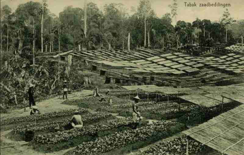 PTPN I dan Dinamika Kota Medan: Antara Sejarah Perkebunan dan Optimalisasi Aset PTPN I dan Dinamika Kota Medan: Antara Sejarah Perkebunan dan Optimalisasi Aset