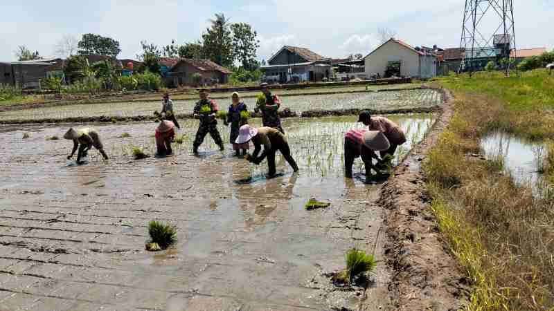 Babinsa Koramil 410-04/TKT, Warga Kelurahan Way Kandis Adakan Giat Tanam Padi Babinsa Koramil 410-04/TKT, Warga Kelurahan Way Kandis Adakan Giat Tanam Padi