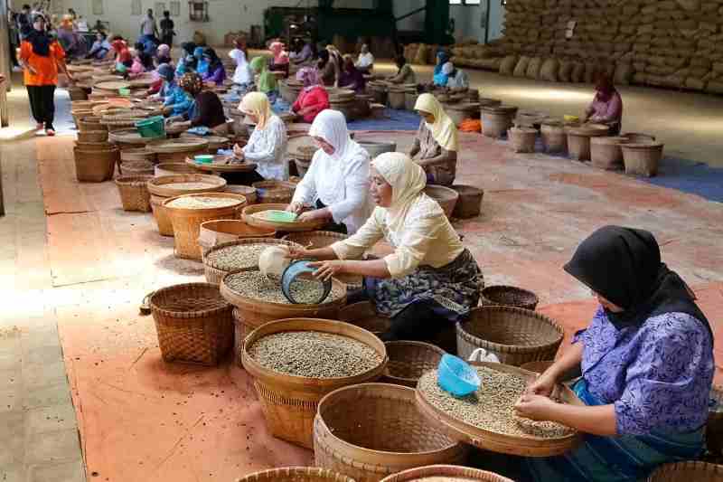 Perkuat Komoditas Kopi, PTPN I Konversi Dua Pabrik Teh Perkuat Komoditas Kopi, PTPN I Konversi Dua Pabrik Teh