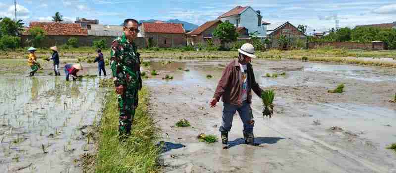 Babinsa Tanjung Baru Laksanakan Monitoring dan Pendampingan Musim Tanam I Tahun 2025 Babinsa Tanjung Baru Laksanakan Monitoring dan Pendampingan Musim Tanam I Tahun 2025