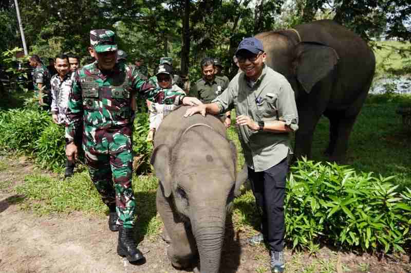 Gubernur Lampung Dorong Penanganan Terpadu Konflik Gajah-Manusia di Way Kambas Gubernur Lampung Dorong Penanganan Terpadu Konflik Gajah-Manusia di Way Kambas