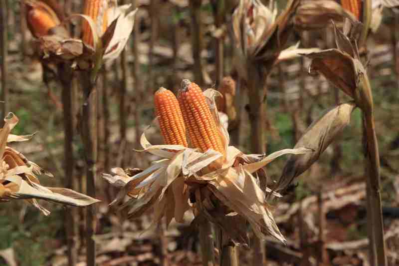 Polri Bersama Petani Jagung Tuban Bersiap Sambut Kehadiran Presiden RI pada Panen Raya Polri Bersama Petani Jagung Tuban Bersiap Sambut Kehadiran Presiden RI pada Panen Raya