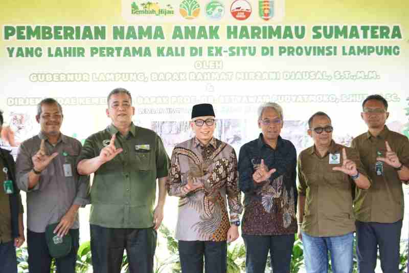 Anak Harimau Sumatera Tampil Perdana, Gubernur Lampung Resmikan Nama Anak Harimau Sumatera Tampil Perdana, Gubernur Lampung Resmikan Nama