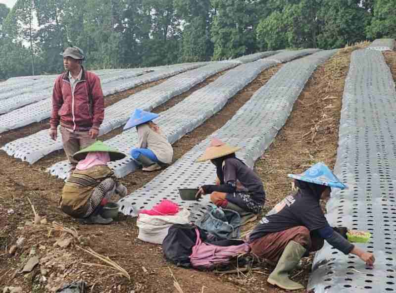 PTPN I (Persero): Sukseskan Hilisari, Budidaya Bawang Putih di Cianjur PTPN I (Persero): Sukseskan Hilisari, Budidaya Bawang Putih di Cianjur