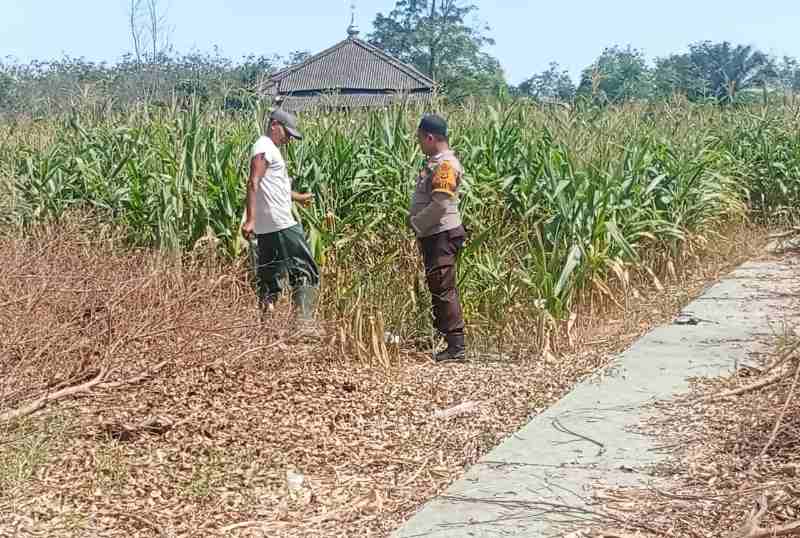 Bhabinkamtibmas Polsek Menggala Dorong Ketahanan Pangan Nasional, Ajak Warga Olah Lahan Agar Produktif Bhabinkamtibmas Polsek Menggala Dorong Ketahanan Pangan Nasional, Ajak Warga Olah Lahan Agar Produktif