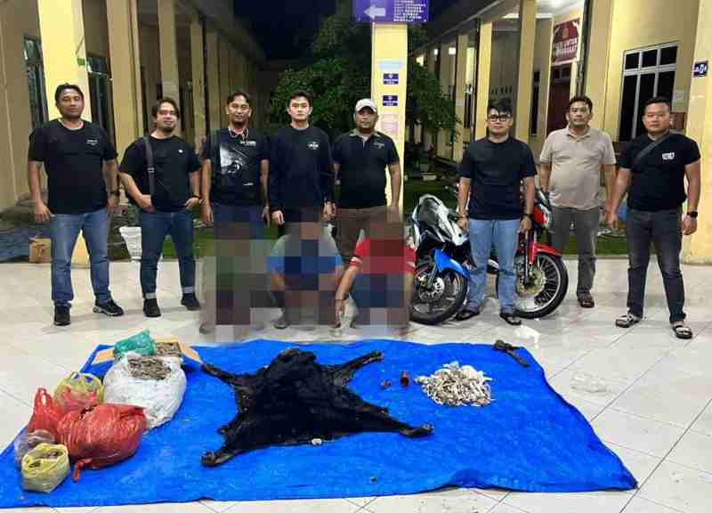 Unit Reskrim Polres Simalungun Bongkar Jaringan Perdagangan Satwa Dilindungi, 3 Pelaku Dibekuk Unit Reskrim Polres Simalungun Bongkar Jaringan Perdagangan Satwa Dilindungi, 3 Pelaku Dibekuk