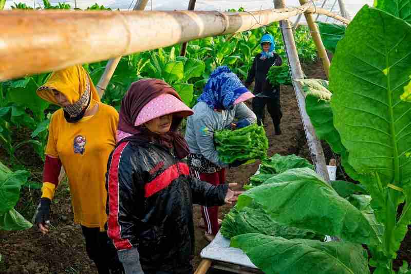 PTPN I (Persero) Jaga Praja dan Ekonomi Petani Pemilik Lahan di Jember PTPN I (Persero) Jaga Praja dan Ekonomi Petani Pemilik Lahan di Jember