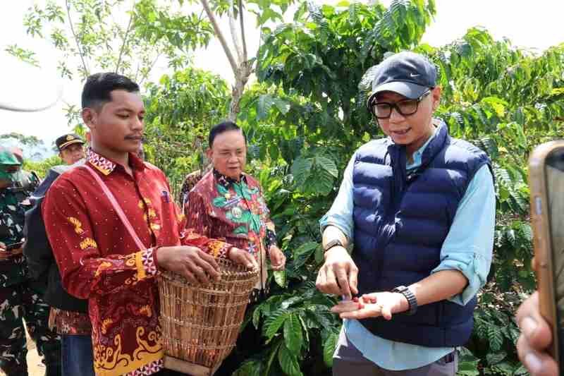 PHC Ubah Wajah Perkebunan Kopi Lampung, Gubernur Mirza Dorong Produktivitas Kopi Meningkat PHC Ubah Wajah Perkebunan Kopi Lampung, Gubernur Mirza Dorong Produktivitas Kopi Meningkat